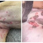 Dog Has Red Patches on the Belly — Any Idea What This Could Be?
