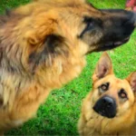My Dog Gets Jealous When I Pet Another Dog — Why Does This Happen?