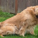 My dog can’t pee—emergency?