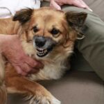 My Dog Protects Me Too Aggressively — What’s Really Going On?