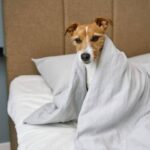 My Dog Wakes Up at Night and Wanders Around — Should I Be Worried?