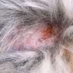 Weird Scabs Appearing on My Dog’s Back — What’s Causing Them and Should I Worry?