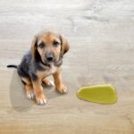Dog Peeing Foam — UTI or Kidney Problem?