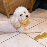 Dog Threw Up Food From Last Night — Is This a Digestive Issue?