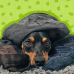 My dog sleeps on my clothes—why?