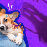 My Dog Suddenly Acts Like He’s Seeing Ghosts — What’s Going On?