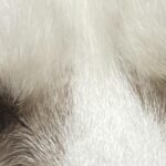 One of My Dog’s Pupils Is Bigger Than the Other — Is This an Emergency?