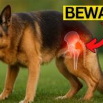 My German Shepherd Has Weak Back Legs — What Could Be Wrong?