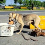 Eyes That Waited by the Roadside: The Rebirth of an Abandoned Soul