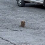 I Told Him Not to Come Closer, But What Happened Next Melted My Heart