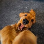 My Dog Gets Overly Excited When Meeting New People — Is This Normal?