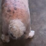 My Dog’s Skin Is Turning Darker — Is It Cushing’s Disease?