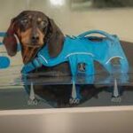 My Dachshund Refuses Stairs — Could This Be IVDD?