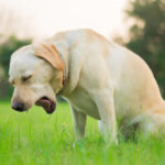 My Dog Keeps Gagging but Nothing Comes Out — What Does This Mean?