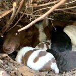 A Mother’s Plea: Abandoned Dog Seeks Help for Her Family at a Rescue Shelter