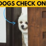 My Dog Checks on Me Every Hour — What Does This Mean?