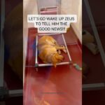 From Despair to a New Dawn: The Heart-Touching Journey of Zeus