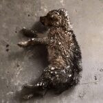 From a Frozen Puppy to a New Life: The Miraculous Rescue of Haitanghua