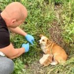 Unbreakable Bond: The Heartwarming Rescue of a Brave Mama Dog and Her Puppies