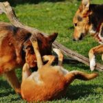 My Dog Gets Bullied by Other Dogs — Why Is This Happening?