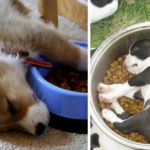 Dog Sleeps Immediately After Eating — Is This Normal or a Warning Sign?