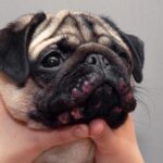 My Dog Breaks Out in Hives Randomly — What’s Causing These Sudden Skin Reactions?