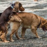 My Dog Tries to Mount Other Dogs Constantly — Why Does This Happen?