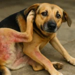 Why Is My Dog Scratching Nonstop? 5 Common Causes Every Pet Parent Should Know