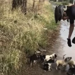 Friends Set Out On Bike Ride Alone And Cycle Home With Shirts Full Of Babies