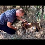 Love in the Thorny Bushes: The Heroic Rescue of a Mother Dog and Her Puppies