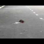 A Miracle for a Tiny Soul: The Revival of a 4-Week-Old Puppy