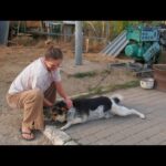 The Cry of Liberation: A Forgotten Chained Dog’s Journey to Freedom