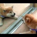 Dog Barks at Reflections — Why Does This Happen?