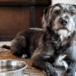 Senior Dog Drinking More Water Than Usual — Normal Aging or a Warning Sign?