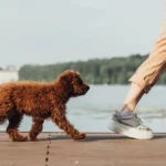 My Dog Follows Me Everywhere — Is It Anxiety or Just Love?