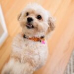 Dog Keeps Jumping Up Like Something Touched Him — What’s Going On?