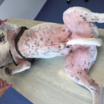 Sudden Bloody Stool in Dogs — What Does It Mean and When Should You Panic?