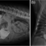 My Dog Burps Constantly — Is It Acid Reflux or Something More Serious?