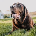 Dog Drooling Excessively — Could It Be Poisoning?