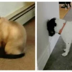 Dog Pressing Head Against the Wall — Is This Dangerous?