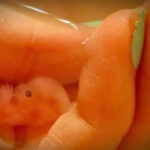 Mom posts amazing photos of her babies, miscarried at 7 and 8 weeks, on Facebook