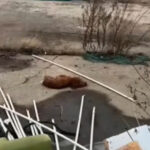 Light After the Snowstorm: The Remarkable Recovery of an Abandoned Dog in −3°C Cold