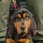 Maine State Police bloodhound finds missing 5-year-old girl with autism in swamp unharmed