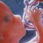 South Carolina Bill Would Ban All Abortions, Call Killing a Baby Murder