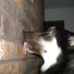 My Dog Licks Walls — Why Does This Happen?
