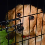 My Dog Associates the Crate With Punishment: How to Fix It and Rebuild Trust