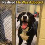 The Journey to Freedom: The Moment Benny the Shelter Dog Realized He Was Adopted