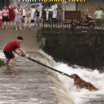 A Breathless Rescue: Saving a Stranded Dog from Rushing Floodwaters