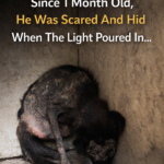 From Darkness to Light: The Miraculous Journey of Koda