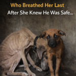 A FINAL FAREWELL: THE FRAIL PUPPY WHO PROTECTED HIS MOTHER UNTIL HER LAST BREATH
